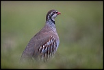 -saint-piat_22-11-2017-09-21-05_0306.jpg
