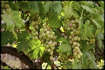 Salut-6703.jpg