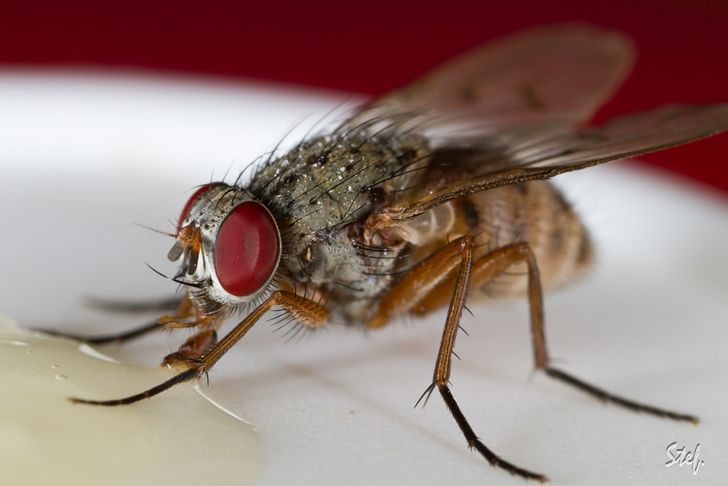 70-300 Sigma APO-6710.jpg