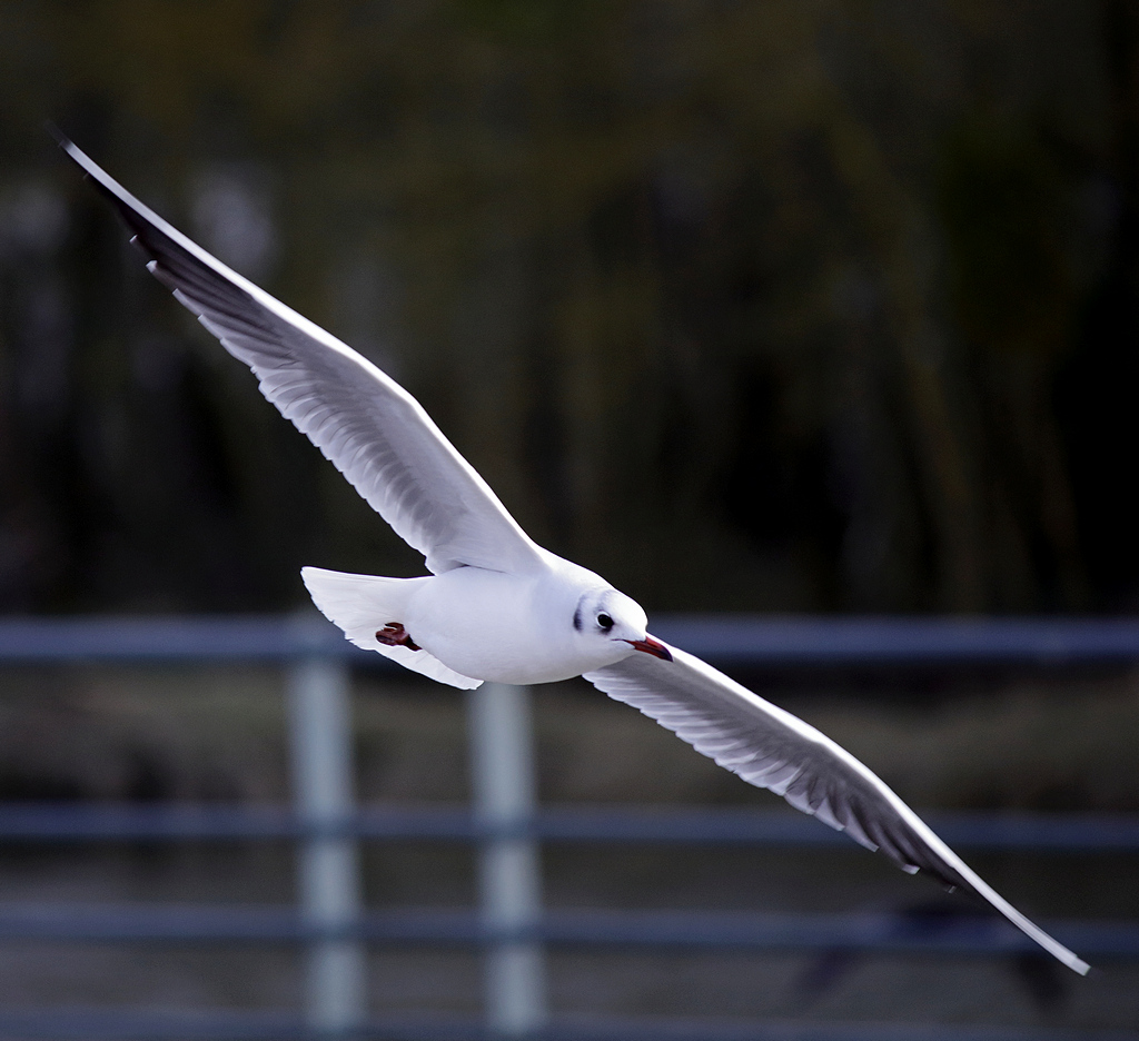 Avis EF DC 75-300/4.0-5.6 III (non UM-_mg_6819.jpg