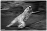 Un bonjour de Peniscola-_mg_1134-2.jpg