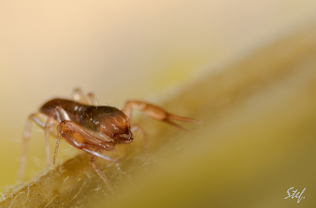 70-300 Sigma APO-6738.jpg