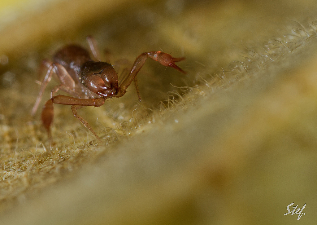 70-300 Sigma APO-6739.jpg