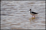 Oiseaux  de Noirmoutier