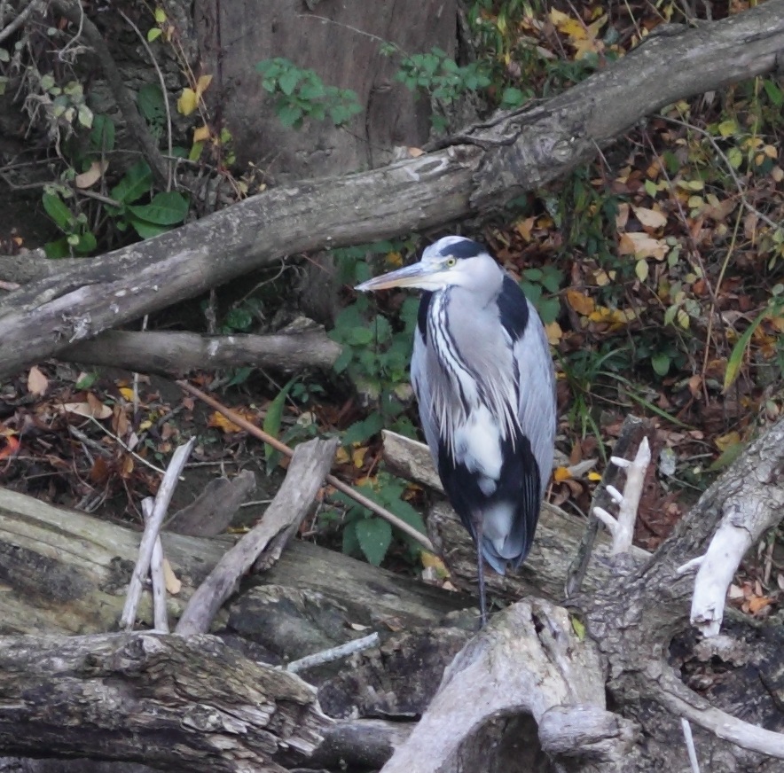 crop heron