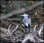 crop heron