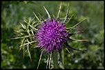 70-300 Sigma APO-_mg_7165.jpg