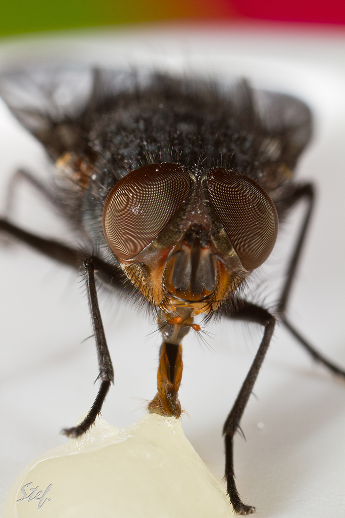 70-300 Sigma APO-6781.jpg