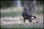 Saint Piat 21 09 2018 10 54 27 0055
