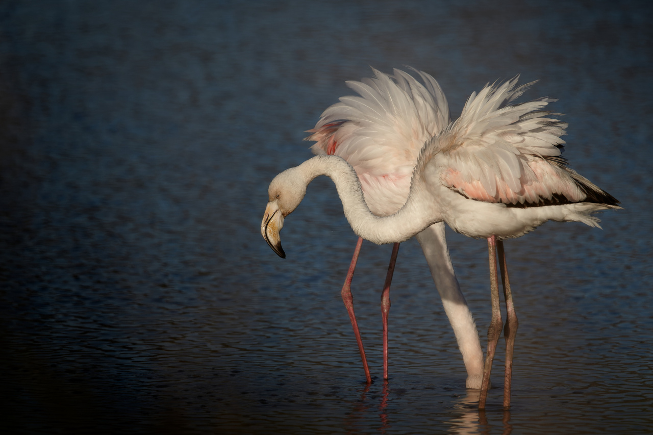 Flamants roses les Salins Hyres.