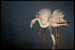 Flamants roses les Salins Hyres.