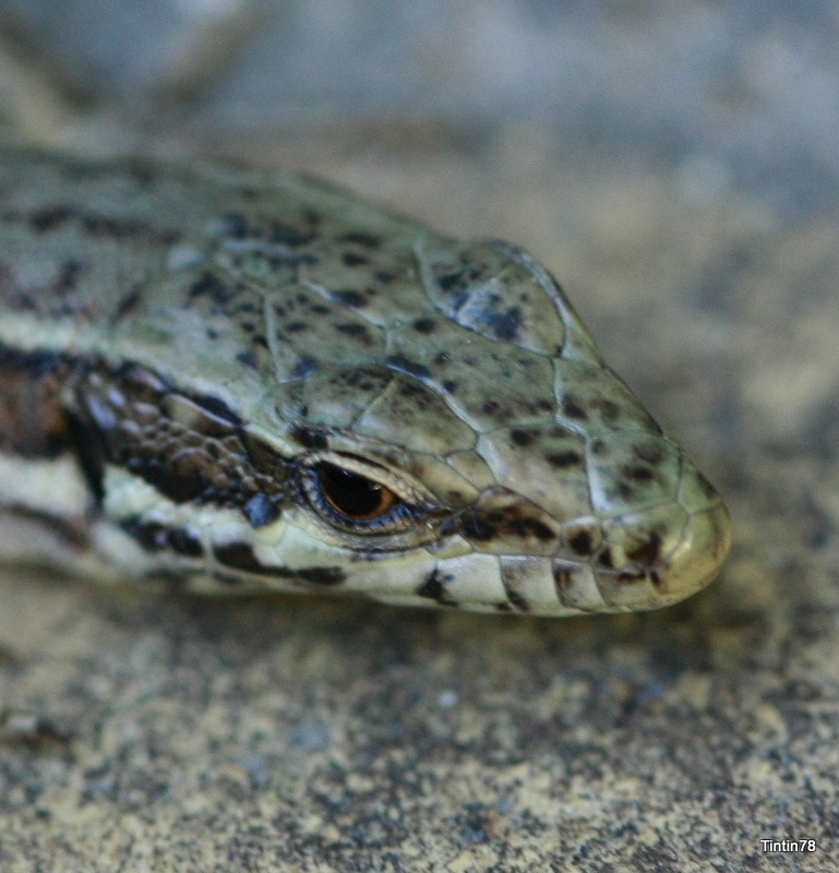 Lzard curieux