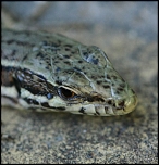 Lzard curieux