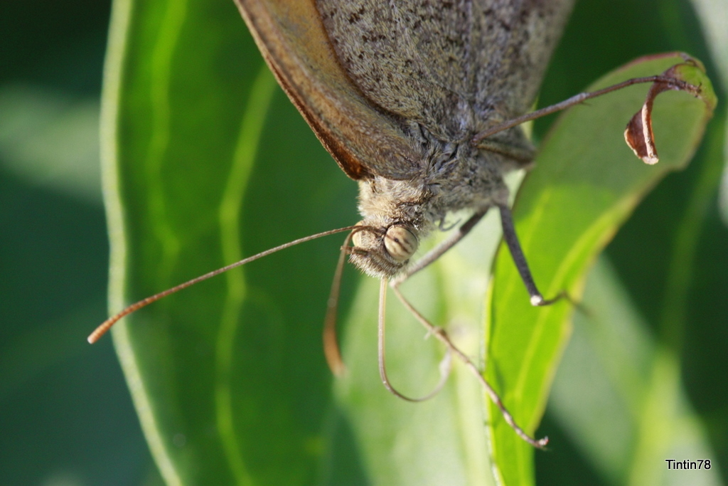 un papillon a trompe normment