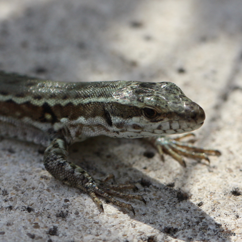 Curieux