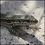 Curieux