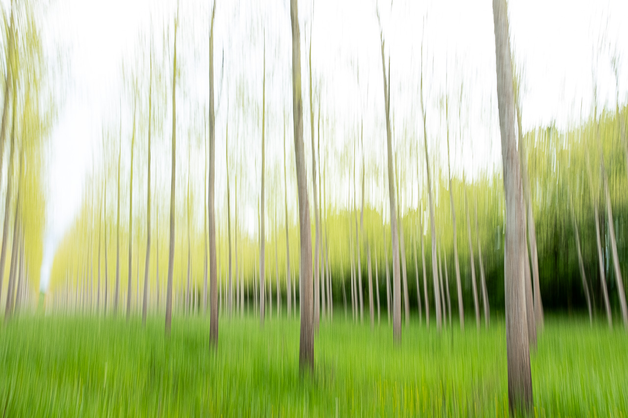 Stockage-s17-file-darbres.jpg