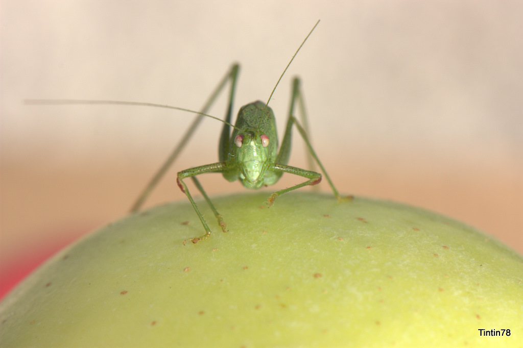 Sauterelle  la pomme vue 12