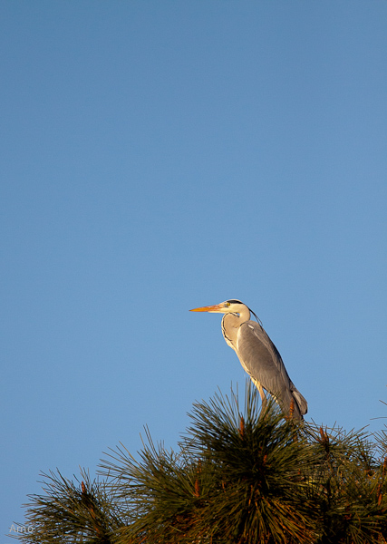 -img_8710.jpg