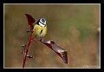 -img_3104-copie-c2.jpg