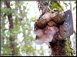-img_8868r.jpg