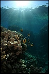 red sea