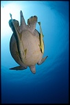 Et un de plus...-img_0296.jpg
