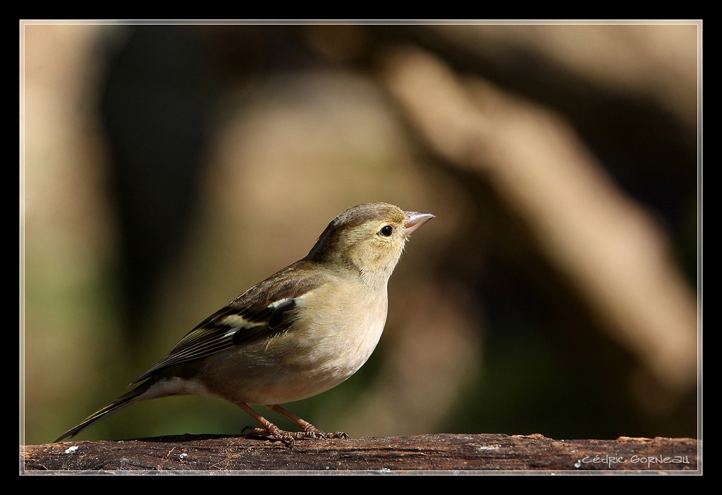-img_5661-2c.jpg