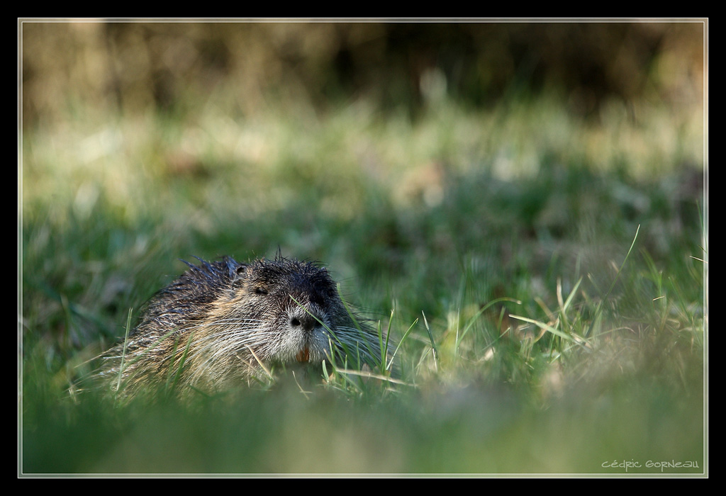 -img_4621c.jpg