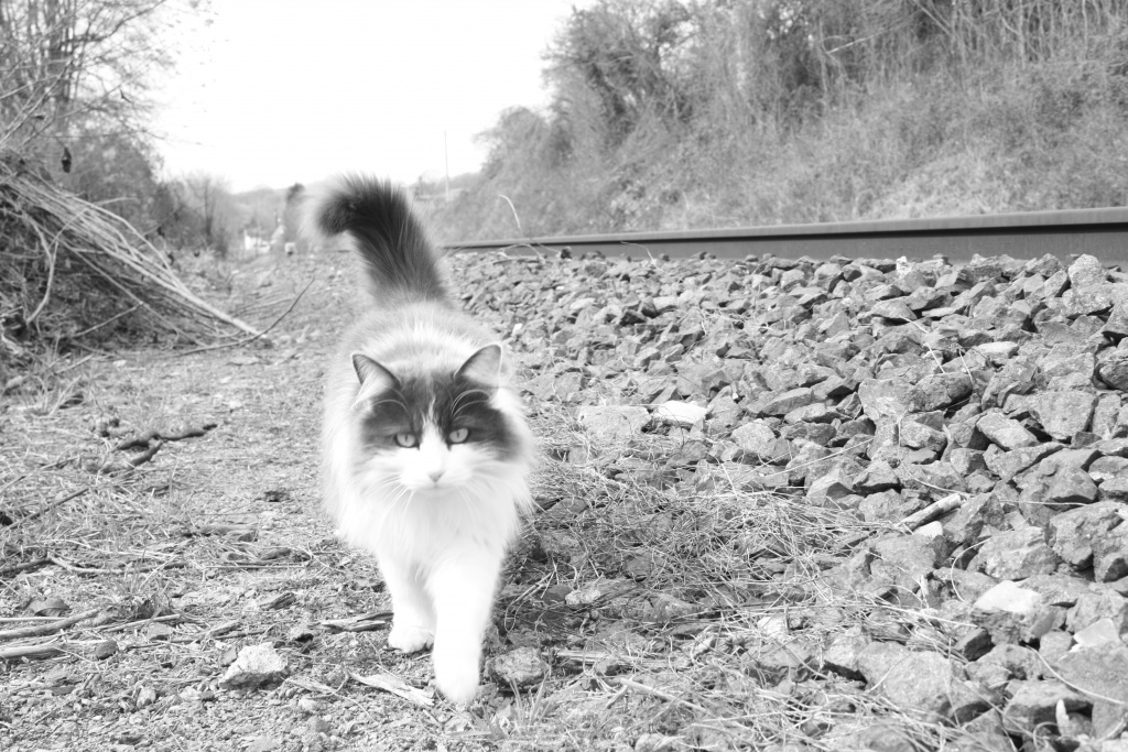 Et un de plus...-img_8041.jpg