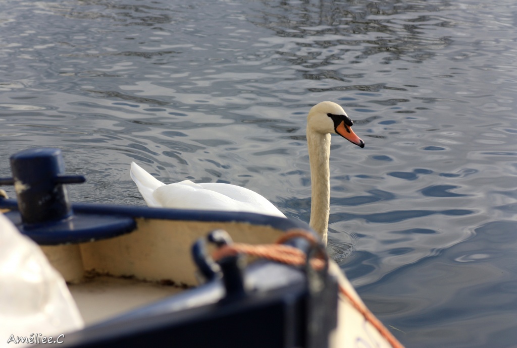 Et un de plus...-img_6121.jpg