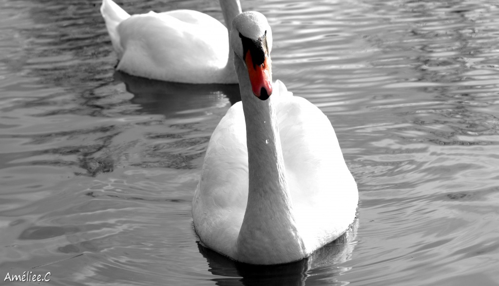 Et un de plus...-copie-de-img_6119.jpg