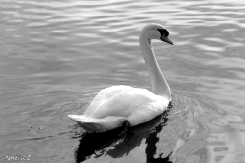 Et un de plus...-img_6125.jpg