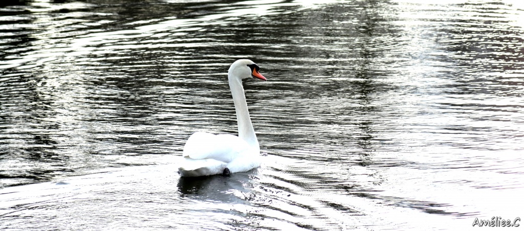 Et un de plus...-img_6128.jpg