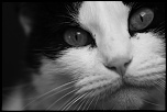 Et un de plus...-img_6501.jpg