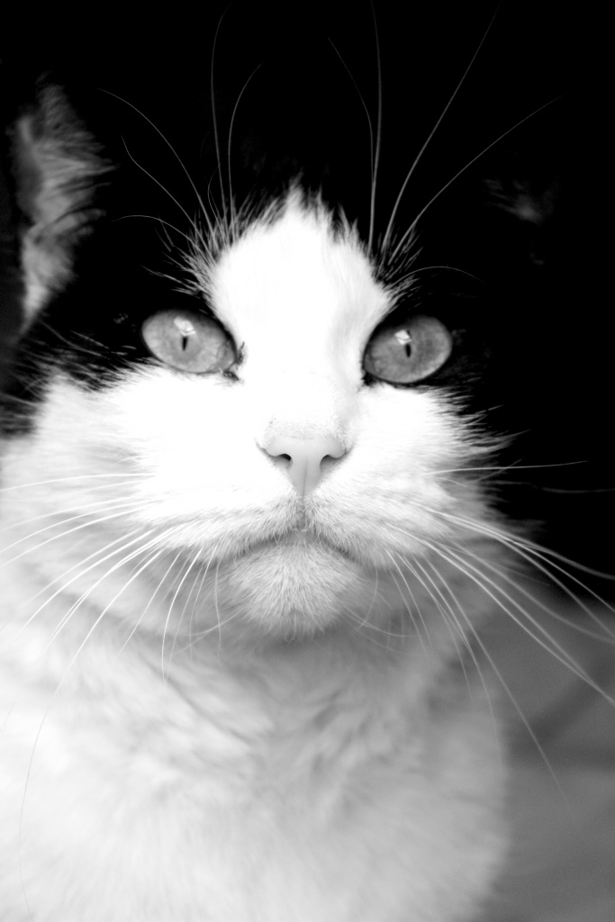 Et un de plus...-img_6309.jpg