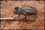 -le-cameleon-mediterraneen.jpg
