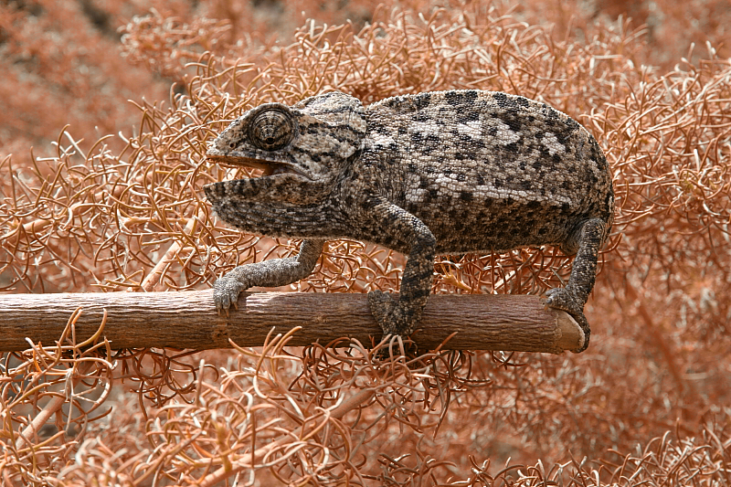 -le-cameleon-mediterraneen.jpg