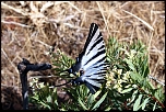 -papillons-montagnard.jpg