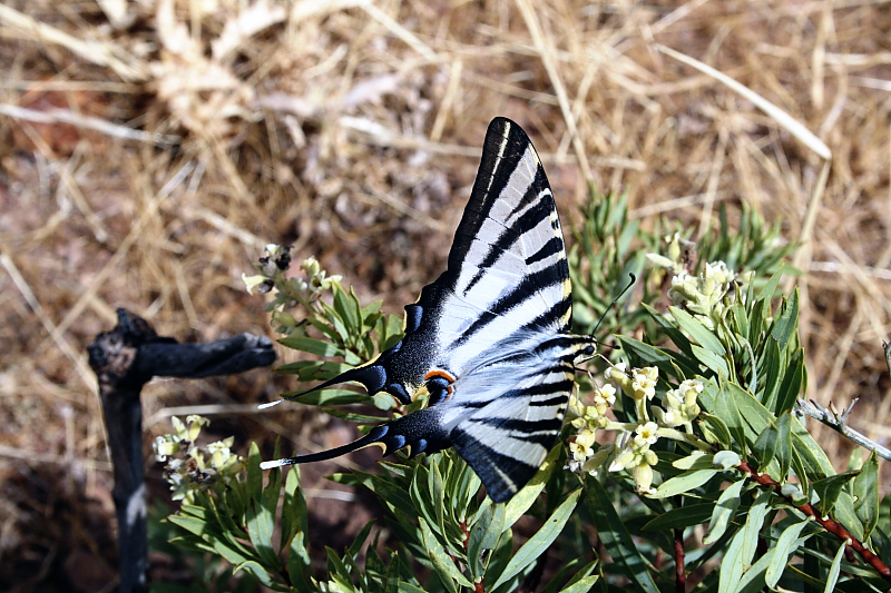 -papillons-montagnard.jpg
