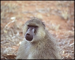 70-300 Sigma APO-758.jpg