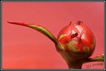 -pivoine-fourmie.jpg