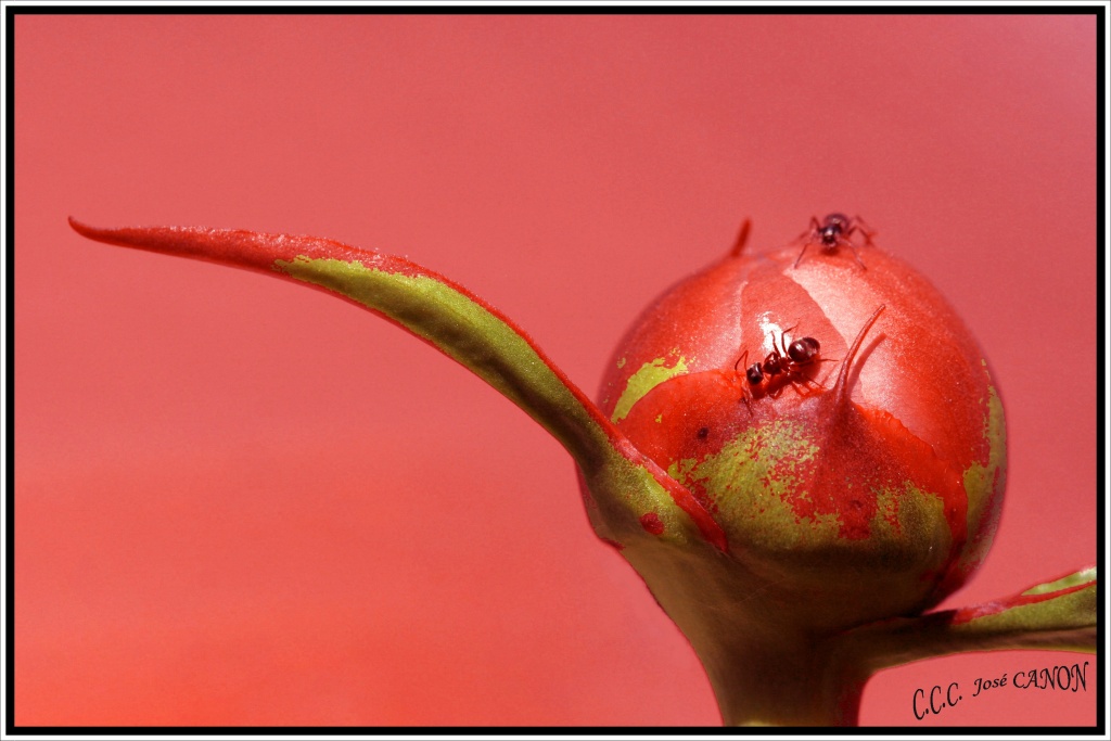 -pivoine-fourmie.jpg