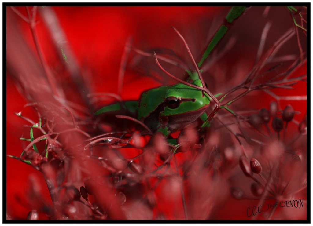 -rainette-rouge-1.jpg
