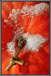 -citrouille-neige.jpg