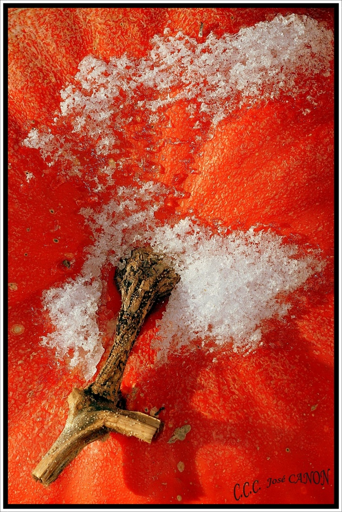 -citrouille-neige.jpg