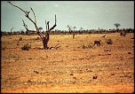 70-300 Sigma APO-762.jpg