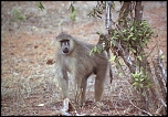 70-300 Sigma APO-764.jpg