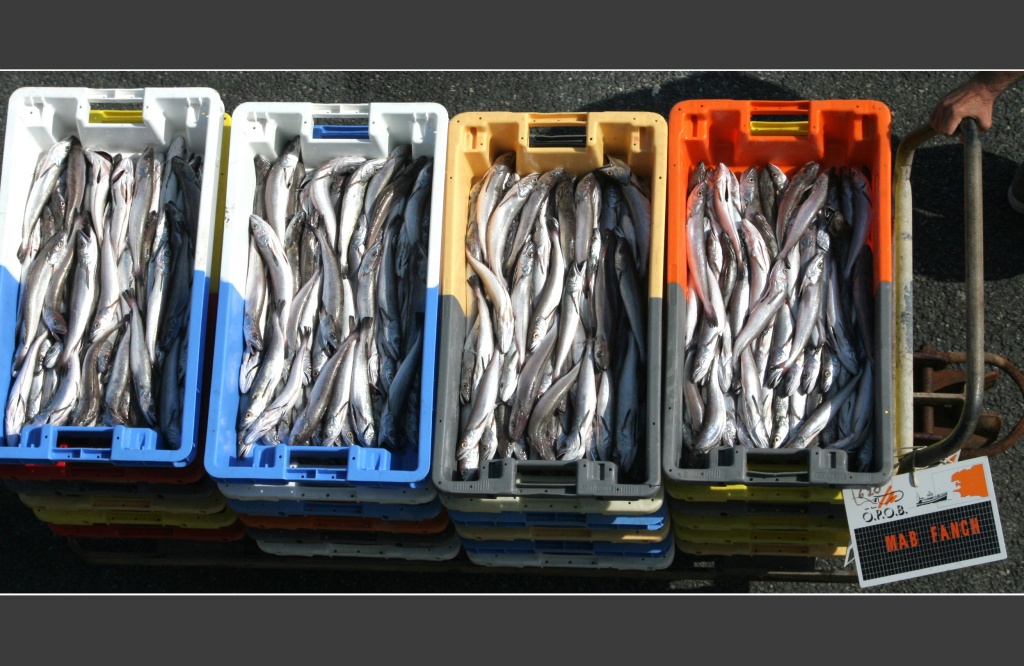 Poissons