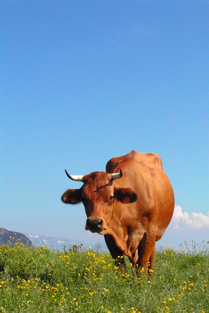 Vache